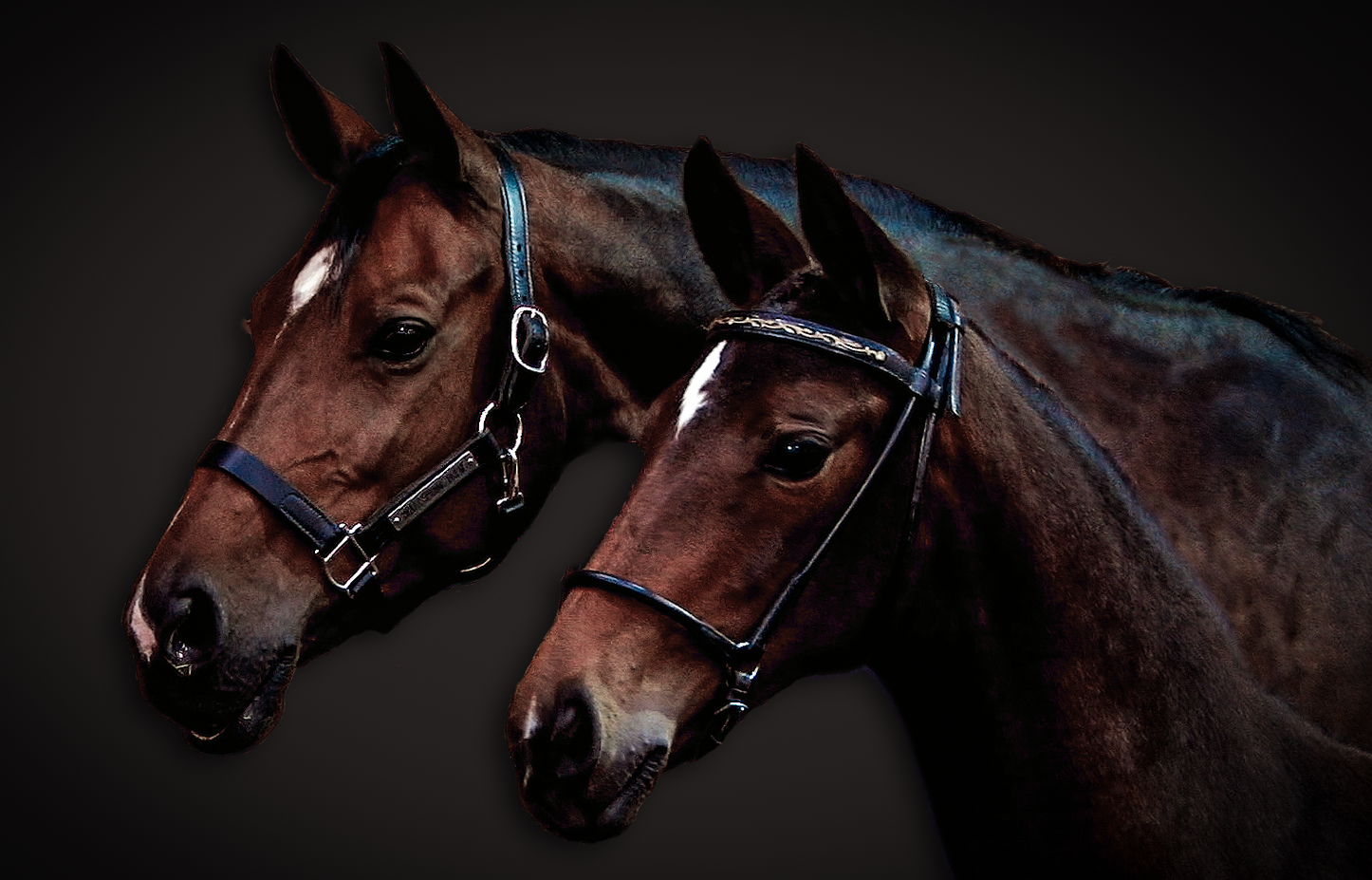 Ma Cherie with her foal Black Ice at Swedish Warmblood Inspection